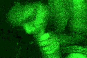 filipina milf sucks morning wood uh so good