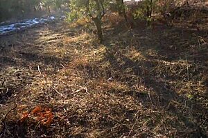 teen girl meets stranger outdoors for deepthroat blowjob. she rides cowgirl style with moans.