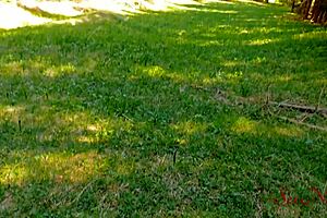 lost in the woods without my husband... now this fat cock milf influencer rides it doggy style!