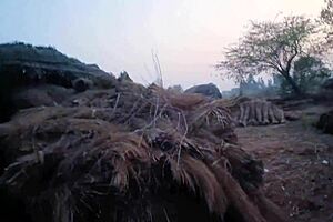 gf bf desi outdoor sex in jungle hut doggystyle cowgirl riding